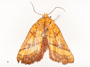  ( - CBG-A67803-F11)  @11 [ ] CreativeCommons - Attribution Share - Alike (2025) CBG Photography Group Centre for Biodiversity Genomics