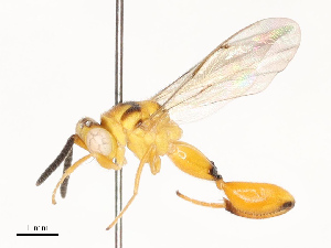  ( - CBG-A67817-D01)  @11 [ ] CreativeCommons - Attribution Share - Alike (2025) CBG Photography Group Centre for Biodiversity Genomics