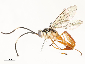  ( - CBG-A67817-D06)  @11 [ ] CreativeCommons - Attribution Share - Alike (2025) CBG Photography Group Centre for Biodiversity Genomics