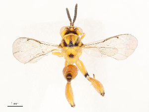  ( - CBG-A67817-F11)  @11 [ ] CreativeCommons - Attribution Share - Alike (2025) CBG Photography Group Centre for Biodiversity Genomics