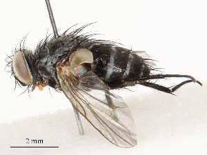  ( - CBG-A67820-F03)  @11 [ ] CreativeCommons - Attribution Share - Alike (2025) CBG Photography Group Centre for Biodiversity Genomics