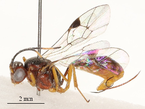  (tersiMalaise01 Malaise0165 - CBG-A67821-H10)  @11 [ ] CreativeCommons - Attribution Share - Alike (2025) CBG Photography Group Centre for Biodiversity Genomics