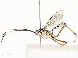  ( - CBG-A67822-D02)  @11 [ ] CreativeCommons - Attribution Share - Alike (2025) CBG Photography Group Centre for Biodiversity Genomics