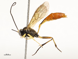  ( - CBG-A67882-E04)  @11 [ ] CreativeCommons - Attribution Share - Alike (2025) CBG Photography Group Centre for Biodiversity Genomics