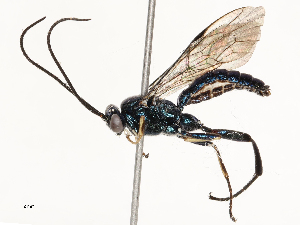  ( - CBG-A67882-H01)  @11 [ ] CreativeCommons - Attribution Share - Alike (2025) CBG Photography Group Centre for Biodiversity Genomics