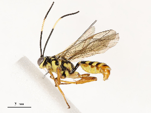  ( - CBG-A67883-A02)  @11 [ ] CreativeCommons - Attribution Share - Alike (2025) CBG Photography Group Centre for Biodiversity Genomics