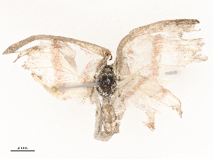  ( - CBG-A67884-E08)  @11 [ ] CreativeCommons - Attribution Share - Alike (2025) CBG Photography Group Centre for Biodiversity Genomics