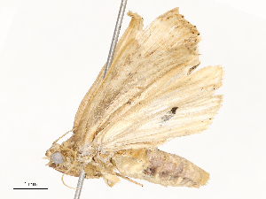  (cramMalaise01 Malaise7884 - CBG-A67884-F01)  @11 [ ] CreativeCommons - Attribution Share - Alike (2025) CBG Photography Group Centre for Biodiversity Genomics
