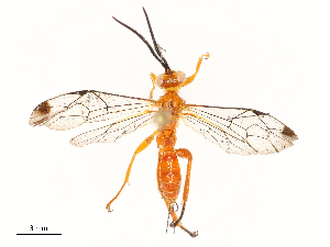  (ichMalasie01 Malaise6798 - CBG-A67884-F11)  @11 [ ] CreativeCommons - Attribution Share - Alike (2025) CBG Photography Group Centre for Biodiversity Genomics
