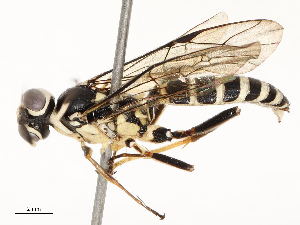  ( - CBG-A67906-E06)  @11 [ ] CreativeCommons - Attribution Share - Alike (2025) CBG Photography Group Centre for Biodiversity Genomics