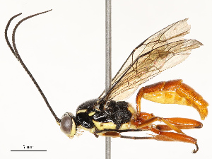  ( - CBG-A67906-G06)  @11 [ ] CreativeCommons - Attribution Share - Alike (2025) CBG Photography Group Centre for Biodiversity Genomics