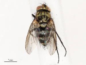  (Lixophaga Janzen9433 - CBG-A67907-A01)  @11 [ ] CreativeCommons - Attribution Share - Alike (2025) CBG Photography Group Centre for Biodiversity Genomics