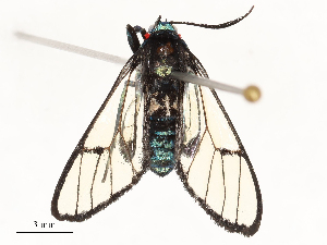  (ereMalaise01 Malaise7908 - CBG-A67908-E04)  @11 [ ] CreativeCommons - Attribution Share - Alike (2025) CBG Photography Group Centre for Biodiversity Genomics