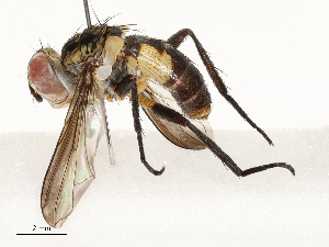  (tachMalaise01 Malaise4286 - CBG-A67912-F08)  @11 [ ] CreativeCommons - Attribution Share - Alike (2025) CBG Photography Group Centre for Biodiversity Genomics