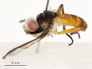  ( - CBG-A67912-G03)  @11 [ ] CreativeCommons - Attribution Share - Alike (2025) CBG Photography Group Centre for Biodiversity Genomics