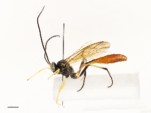  ( - CBG-A67913-C11)  @11 [ ] CreativeCommons - Attribution Share - Alike (2025) CBG Photography Group Centre for Biodiversity Genomics