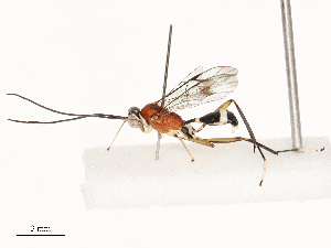  ( - CBG-A67913-D02)  @11 [ ] CreativeCommons - Attribution Share - Alike (2025) CBG Photography Group Centre for Biodiversity Genomics