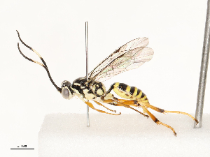  ( - CBG-A67913-D05)  @11 [ ] CreativeCommons - Attribution Share - Alike (2025) CBG Photography Group Centre for Biodiversity Genomics