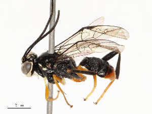  ( - CBG-A67914-H09)  @11 [ ] CreativeCommons - Attribution Share - Alike (2025) CBG Photography Group Centre for Biodiversity Genomics