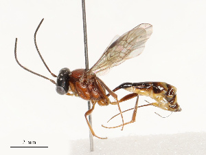  ( - CBG-A67915-B02)  @11 [ ] CreativeCommons - Attribution Share - Alike (2025) CBG Photography Group Centre for Biodiversity Genomics