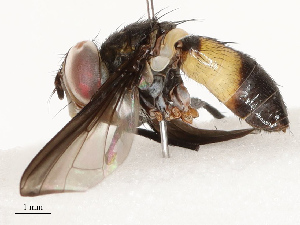  (tachMalaise01 Malaise4290 - CBG-A67916-C04)  @11 [ ] CreativeCommons - Attribution Share - Alike (2025) CBG Photography Group Centre for Biodiversity Genomics