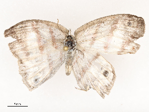  ( - CBG-A67943-A02)  @11 [ ] CreativeCommons - Attribution Share - Alike (2025) CBG Photography Group Centre for Biodiversity Genomics