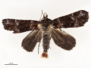  ( - CBG-A67943-B09)  @11 [ ] CreativeCommons - Attribution Share - Alike (2025) CBG Photography Group Centre for Biodiversity Genomics