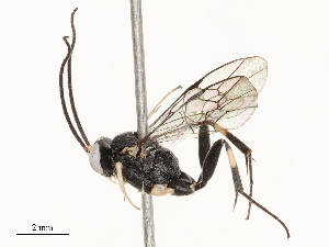  ( - CBG-A67943-G11)  @11 [ ] CreativeCommons - Attribution Share - Alike (2025) CBG Photography Group Centre for Biodiversity Genomics