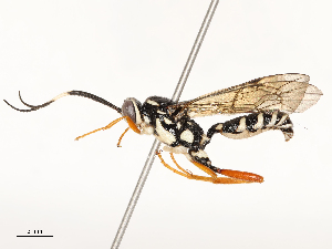  ( - CBG-A67943-G12)  @11 [ ] CreativeCommons - Attribution Share - Alike (2025) CBG Photography Group Centre for Biodiversity Genomics