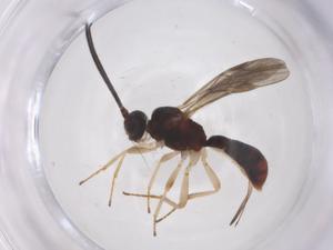  ( - CBG-A68010-A07)  @11 [ ] CreativeCommons - Attribution Share - Alike (2025) Centre for Biodiversity Genomics Centre for Biodiversity Genomics