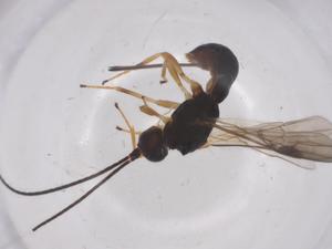  (Heterospilus Malaise9964 - CBG-A68032-B06)  @11 [ ] CreativeCommons - Attribution Share - Alike (2025) Centre for Biodiversity Genomics Centre for Biodiversity Genomics