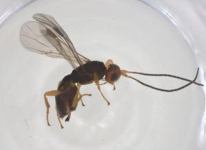  ( - CBG-A68033-C05)  @11 [ ] CreativeCommons - Attribution Share - Alike (2025) Centre for Biodiversity Genomics Centre for Biodiversity Genomics