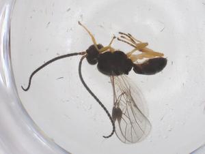  (opiMalaise01 Malaise4138 - CBG-A68033-D09)  @11 [ ] CreativeCommons - Attribution Share - Alike (2025) Centre for Biodiversity Genomics Centre for Biodiversity Genomics