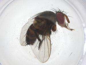  ( - CBG-A68034-E01)  @11 [ ] CreativeCommons - Attribution Share - Alike (2025) Centre for Biodiversity Genomics Centre for Biodiversity Genomics