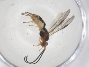  ( - CBG-A68035-D08)  @11 [ ] CreativeCommons - Attribution Share - Alike (2025) Centre for Biodiversity Genomics Centre for Biodiversity Genomics