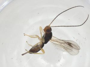  ( - CBG-A68036-C05)  @11 [ ] CreativeCommons - Attribution Share - Alike (2025) Centre for Biodiversity Genomics Centre for Biodiversity Genomics