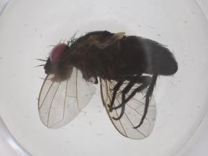  ( - CBG-A68037-A06)  @11 [ ] CreativeCommons - Attribution Share - Alike (2025) Centre for Biodiversity Genomics Centre for Biodiversity Genomics