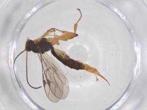  ( - CBG-A68037-D11)  @11 [ ] CreativeCommons - Attribution Share - Alike (2025) Centre for Biodiversity Genomics Centre for Biodiversity Genomics