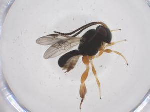  ( - CBG-A68037-E04)  @11 [ ] CreativeCommons - Attribution Share - Alike (2025) Centre for Biodiversity Genomics Centre for Biodiversity Genomics