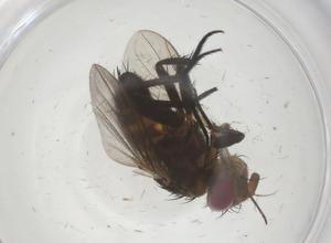  ( - CBG-A68038-A02)  @11 [ ] CreativeCommons - Attribution Share - Alike (2025) Centre for Biodiversity Genomics Centre for Biodiversity Genomics