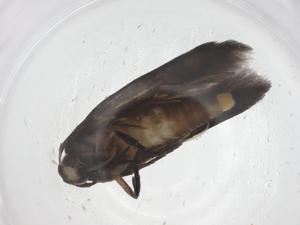  (elachMalaise01 Malaise9482 - CBG-A68039-B01)  @11 [ ] CreativeCommons - Attribution Share - Alike (2025) Centre for Biodiversity Genomics Centre for Biodiversity Genomics