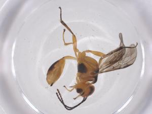  ( - CBG-A68040-D11)  @11 [ ] CreativeCommons - Attribution Share - Alike (2025) Centre for Biodiversity Genomics Centre for Biodiversity Genomics