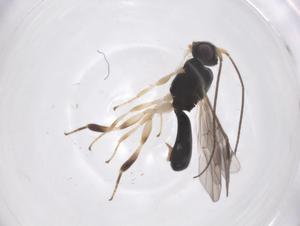  (Leptodrepana Malaise5852 - CBG-A68040-H10)  @11 [ ] CreativeCommons - Attribution Share - Alike (2025) Centre for Biodiversity Genomics Centre for Biodiversity Genomics