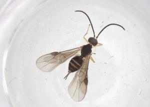  ( - CBG-A68042-A08)  @11 [ ] CreativeCommons - Attribution Share - Alike (2025) Centre for Biodiversity Genomics Centre for Biodiversity Genomics