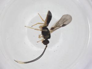  ( - CBG-A68042-C06)  @11 [ ] CreativeCommons - Attribution Share - Alike (2025) Centre for Biodiversity Genomics Centre for Biodiversity Genomics