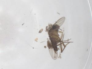  ( - CBG-A68134-A06)  @11 [ ] CreativeCommons - Attribution Share - Alike (2025) Centre for Biodiversity Genomics Centre for Biodiversity Genomics