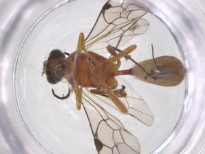  ( - CBG-A68144-H11)  @11 [ ] CreativeCommons - Attribution Share - Alike (2025) Centre for Biodiversity Genomics Centre for Biodiversity Genomics