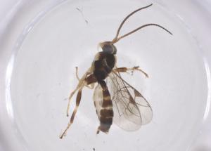  ( - CBG-A68148-C10)  @11 [ ] CreativeCommons - Attribution Share - Alike (2025) Centre for Biodiversity Genomics Centre for Biodiversity Genomics