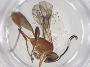  ( - CBG-A68152-E10)  @11 [ ] CreativeCommons - Attribution Share - Alike (2025) Centre for Biodiversity Genomics Centre for Biodiversity Genomics