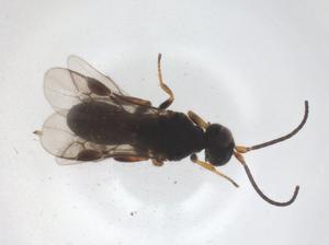  ( - CBG-A68168-G08)  @11 [ ] CreativeCommons - Attribution Share - Alike (2025) Centre for Biodiversity Genomics Centre for Biodiversity Genomics